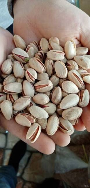پسته کله قوچی سورت شده + انتخابی مطمئن برای فروش عمده